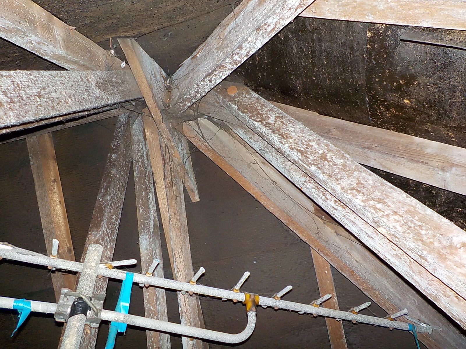 Mould on rafters